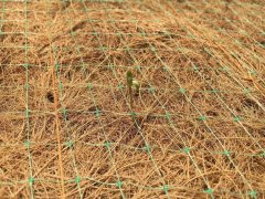 椰丝毯应用于护坡植被